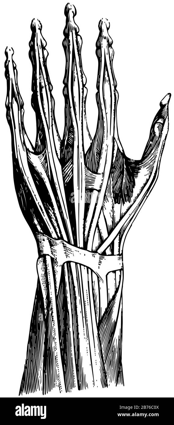 Tendini sul retro Della Mano sinistra, disegno a linea vintage o illustrazione dell'incisione. Illustrazione Vettoriale