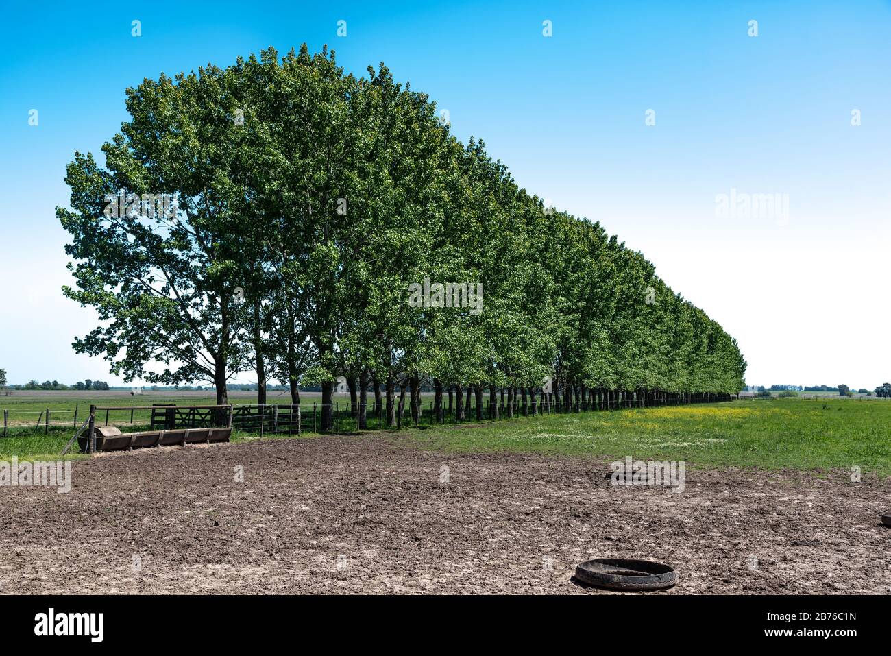 Un boschetto in un paesaggio di campagna in una giornata di sole con un cielo blu Foto Stock