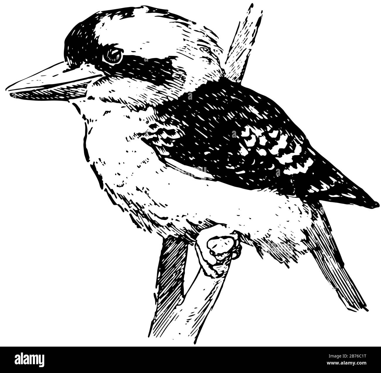 Kookaburra è un pesce d'albero terrestre del genere Dacelo nativo dell'Australia e della Nuova Guinea, disegno di linea d'epoca o illustrazione dell'incisione. Illustrazione Vettoriale