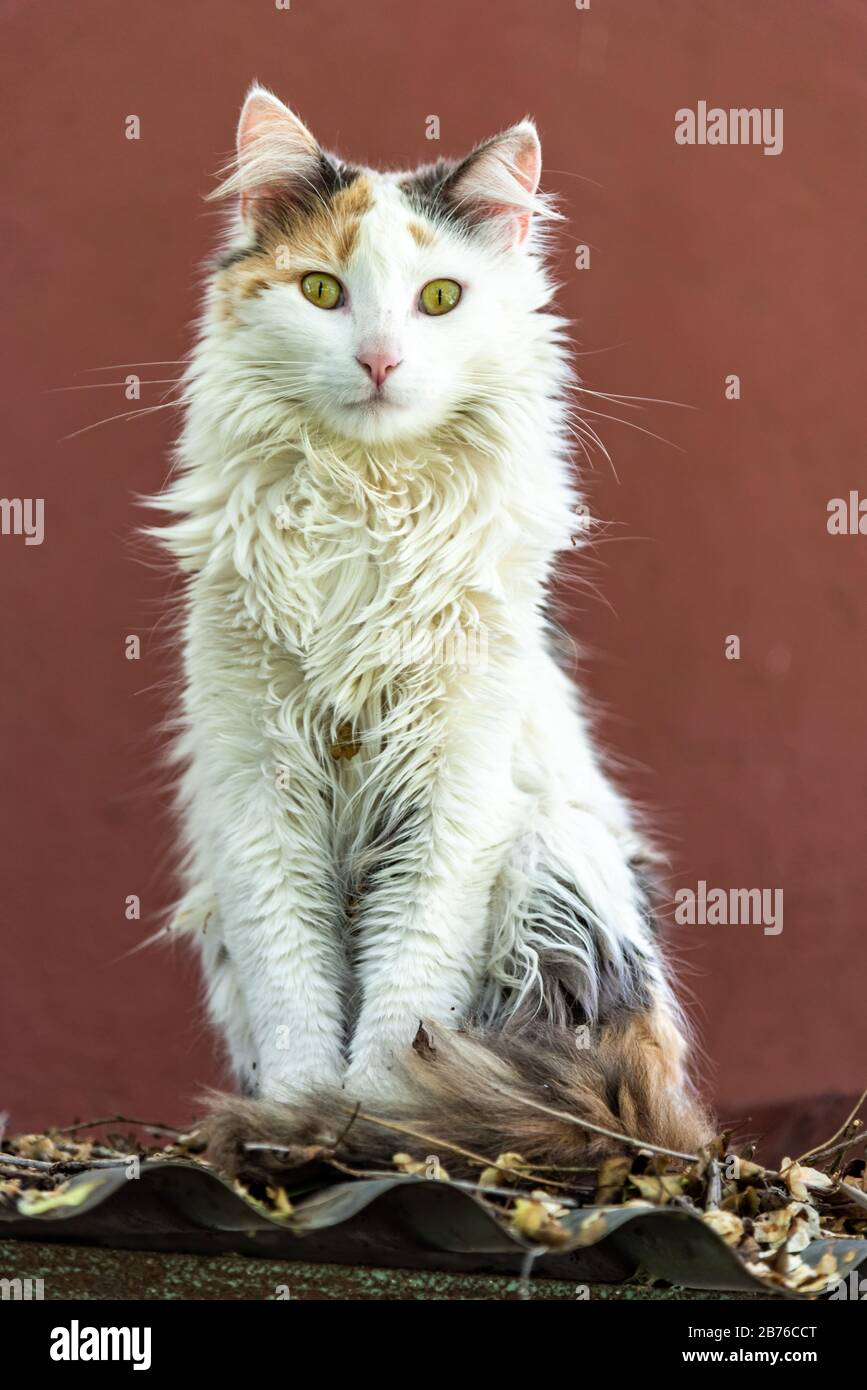 Peloso gatto femminile guardare alla macchina fotografica in piedi su un tetto di stagno pieno di foglie d'autunno con uno sfondo di colore ricamato Foto Stock