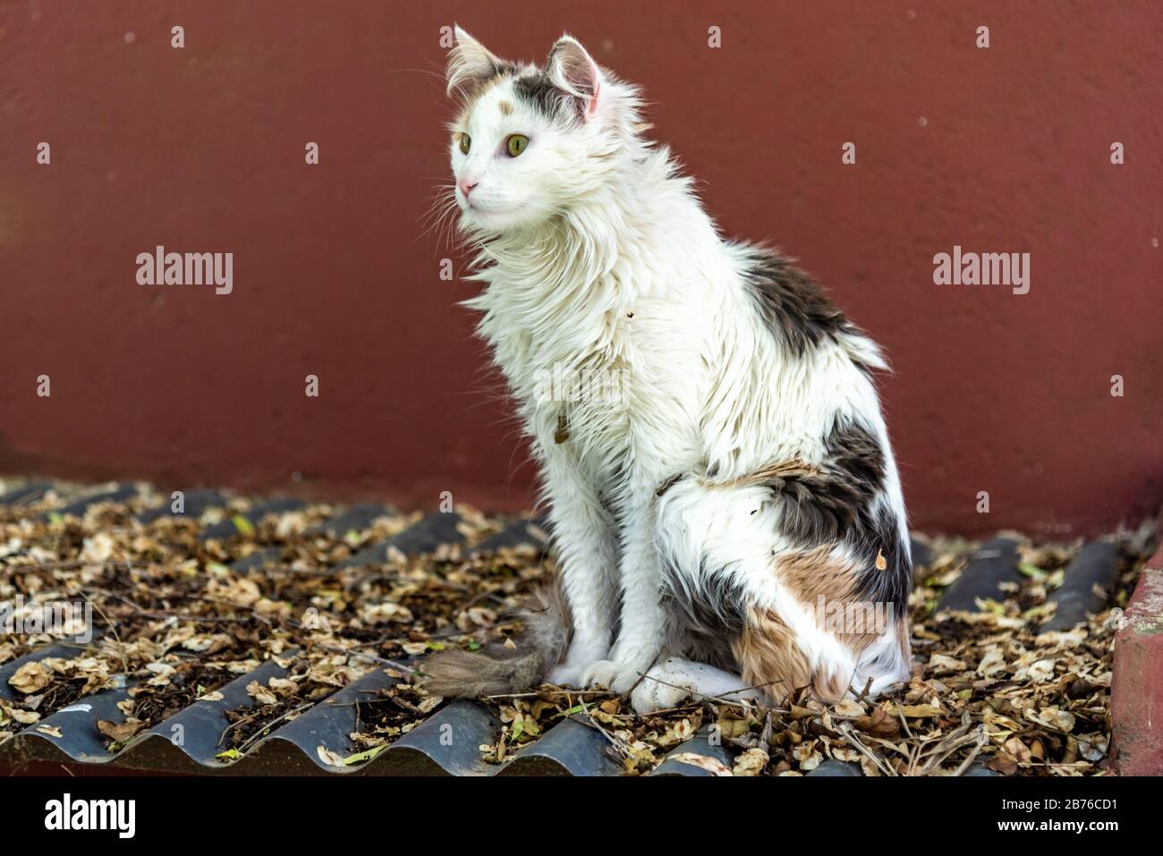 Gatto femminile peloso in piedi su un tetto di stagno pieno di foglie autunnali con uno sfondo di colore ricamato Foto Stock