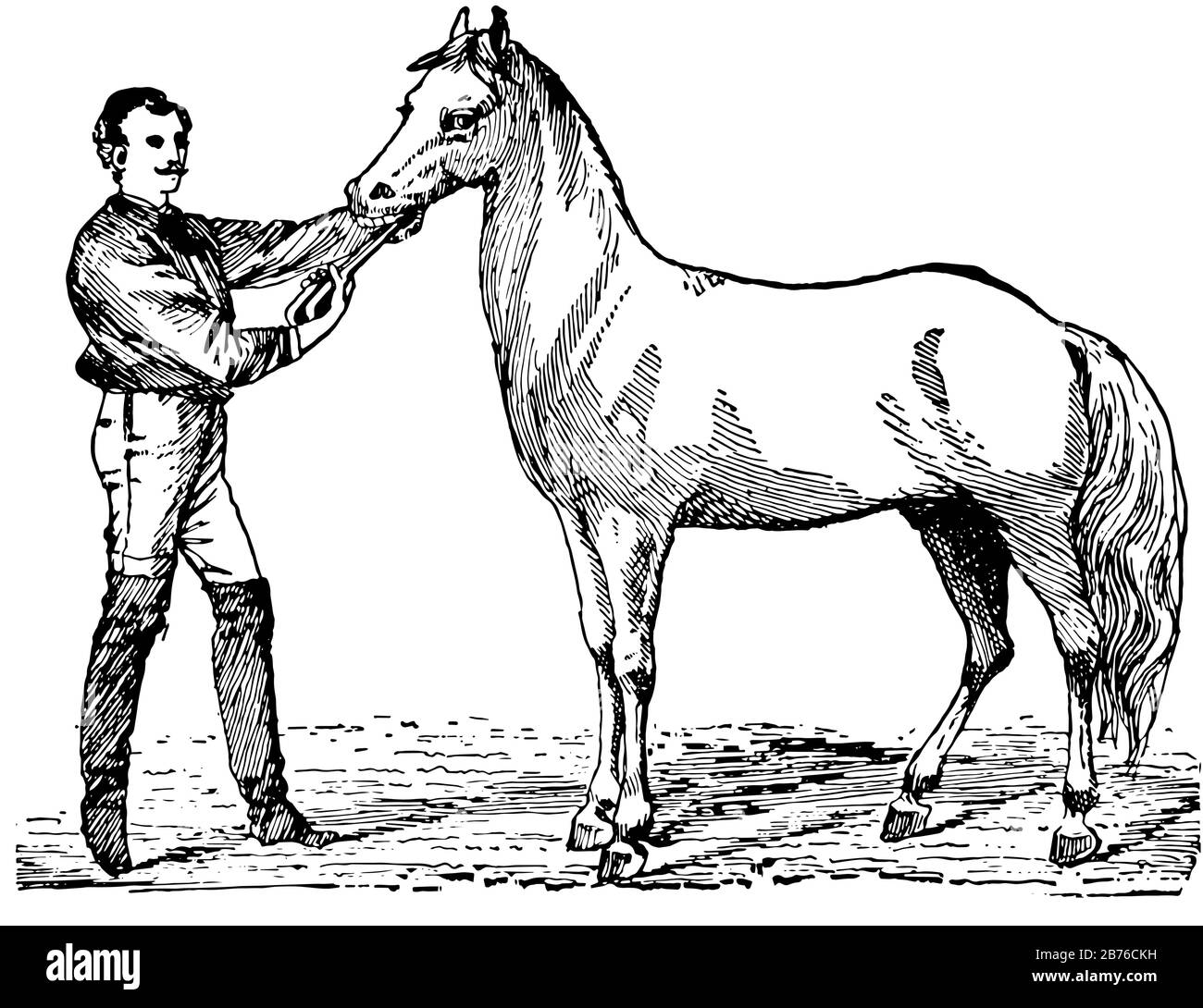 Questa illustrazione rappresenta la cura dei Denti di un cavallo in cui un uomo limando i bordi taglienti dei denti di un cavallo, disegno di linea d'annata o illustrazione di incisione Illustrazione Vettoriale