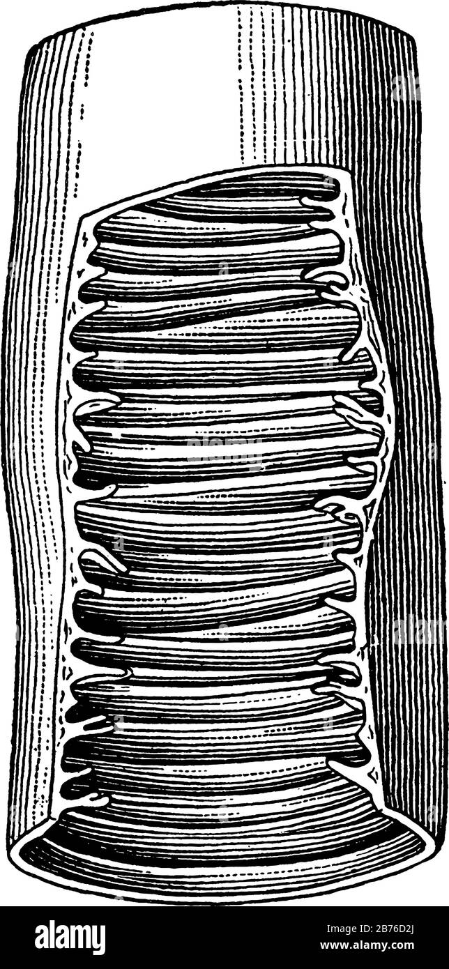 Questa illustrazione rappresenta Un Pezzo di intestino tenue, un disegno a linea vintage o un'illustrazione dell'incisione. Illustrazione Vettoriale
