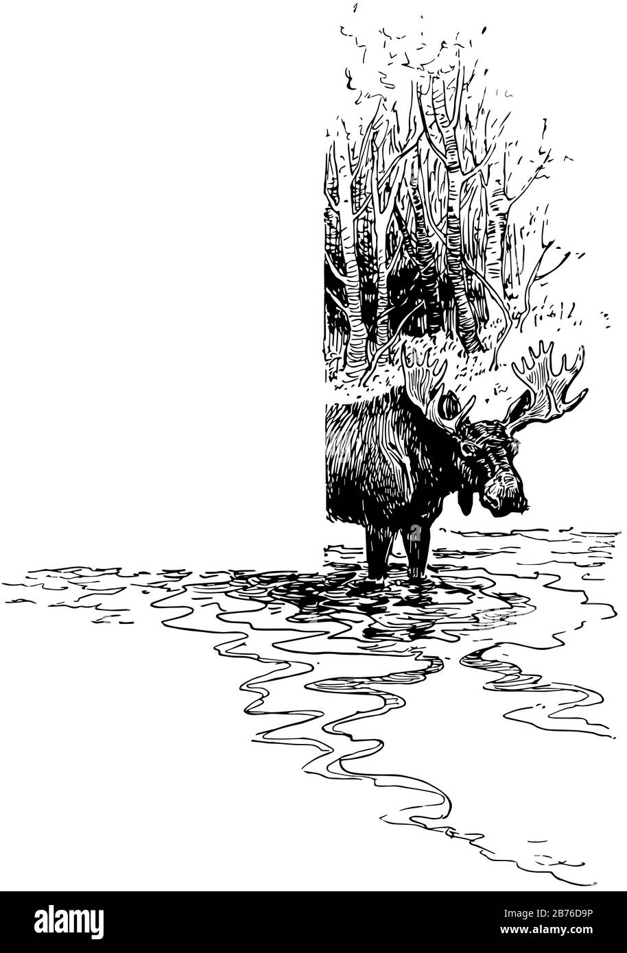 Moose in acqua in questo disegno di cornice, disegno di linea vintage o illustrazione di incisione. Illustrazione Vettoriale