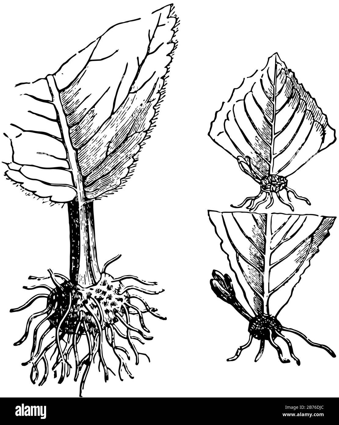 Questa illustrazione rappresenta Le Talee di foglia dove due germogli di foglia tagli da un gambo con le foglie opposte, disegno di linea vintage o illustrazione di incisione Illustrazione Vettoriale