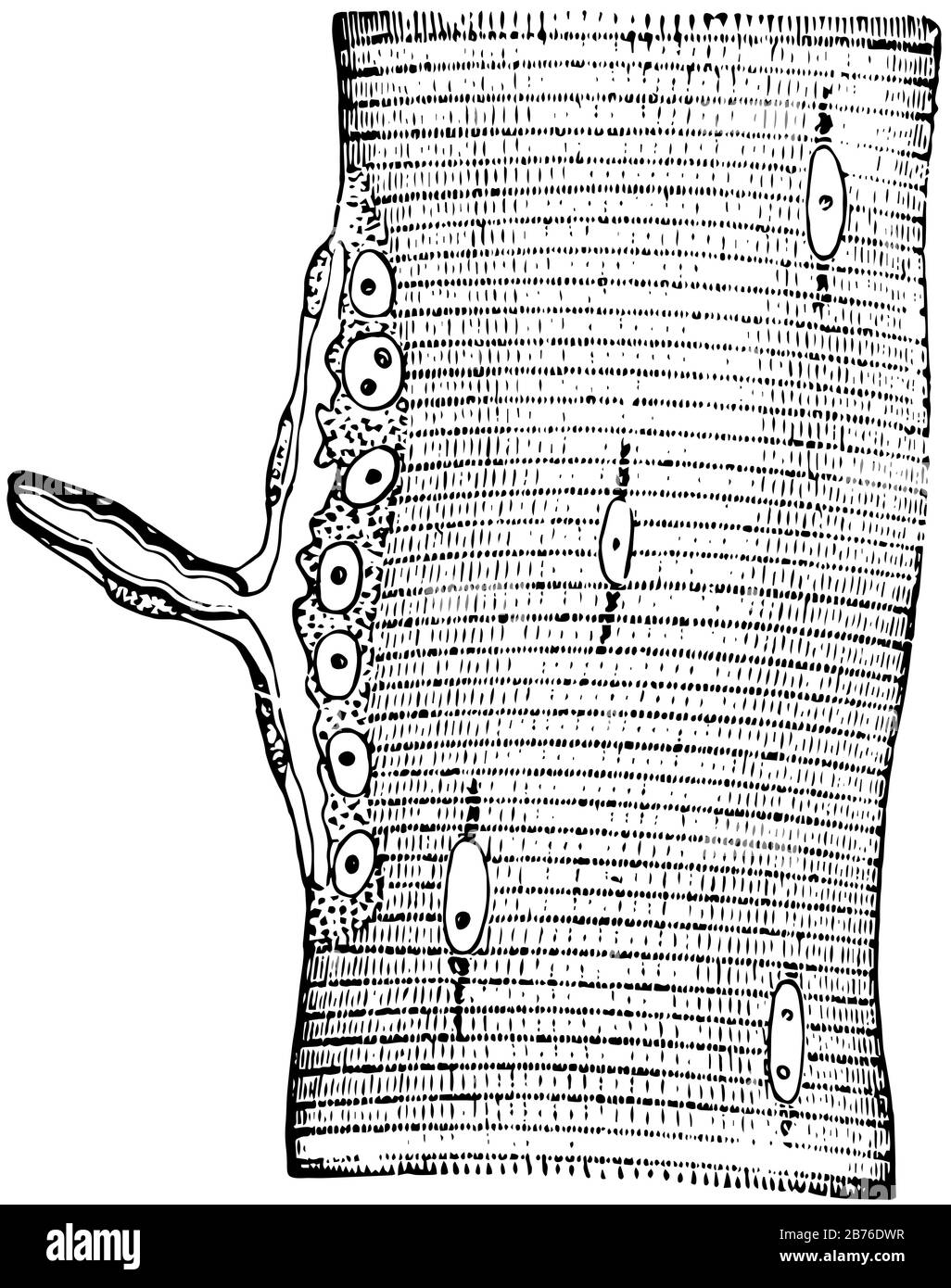 Il nervo che termina in fibra muscolare di una lucertola e l'estremità-piastra o l'estremità motoriale dell'axone è visto lateralmente, linea vintage disegno o incisione illus Illustrazione Vettoriale