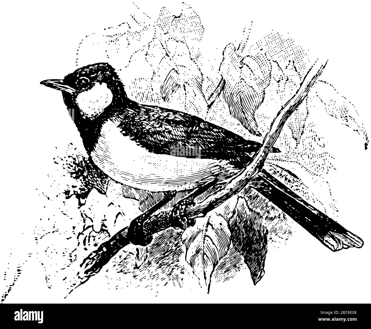 Il bulbul dalle Orecchie bianche è un uccello solitamente colorato dell'Africa e dell'Asia tropicale, disegno della linea d'epoca o illustrazione dell'incisione. Illustrazione Vettoriale
