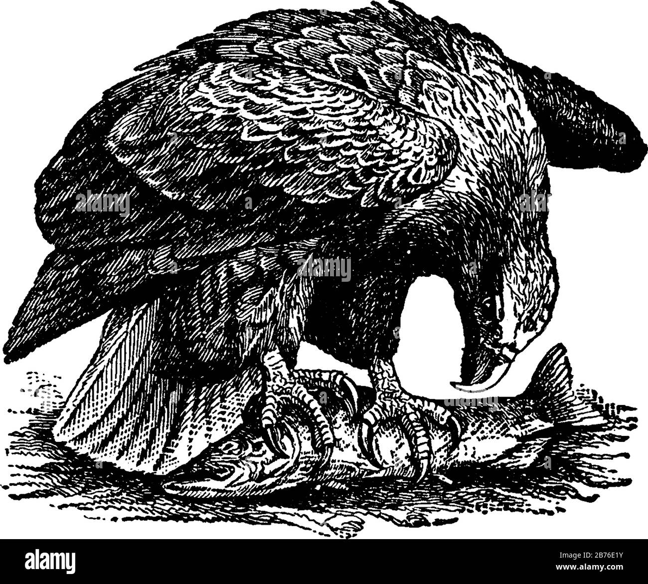 Sea Eagle è un nome dato a molti uccelli rapaci della famiglia Falconidae, disegno di linea d'epoca o illustrazione dell'incisione. Illustrazione Vettoriale