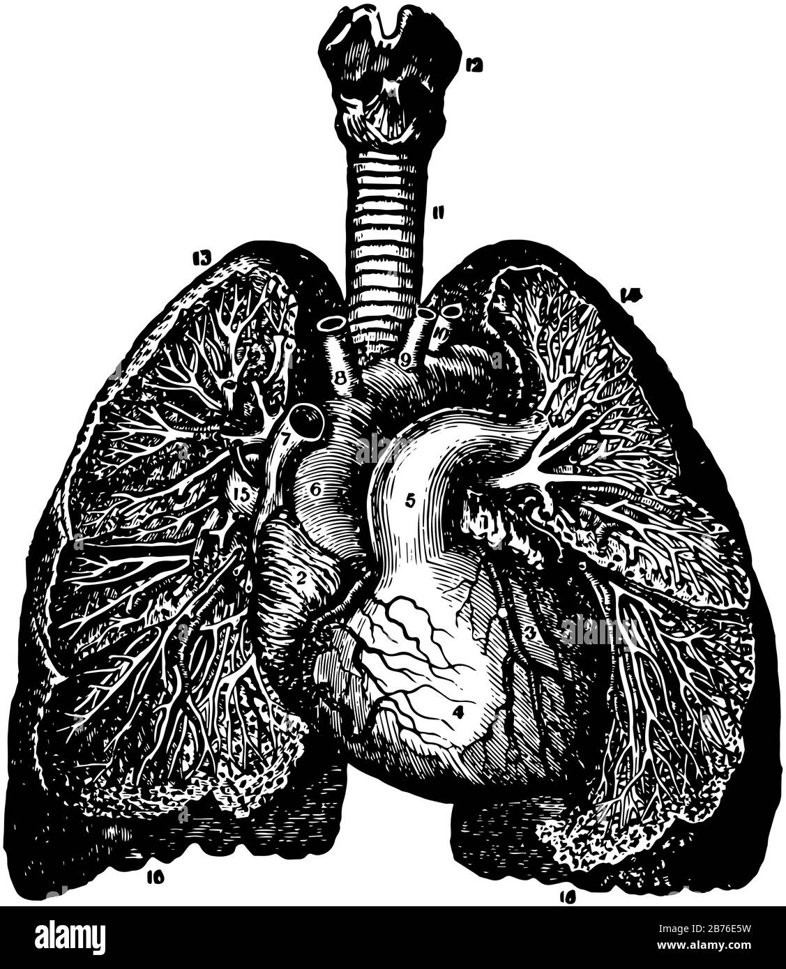 Questa illustrazione rappresenta Branchi e Vasi sanguigni, disegno di linee vintage o illustrazione di incisione. Illustrazione Vettoriale