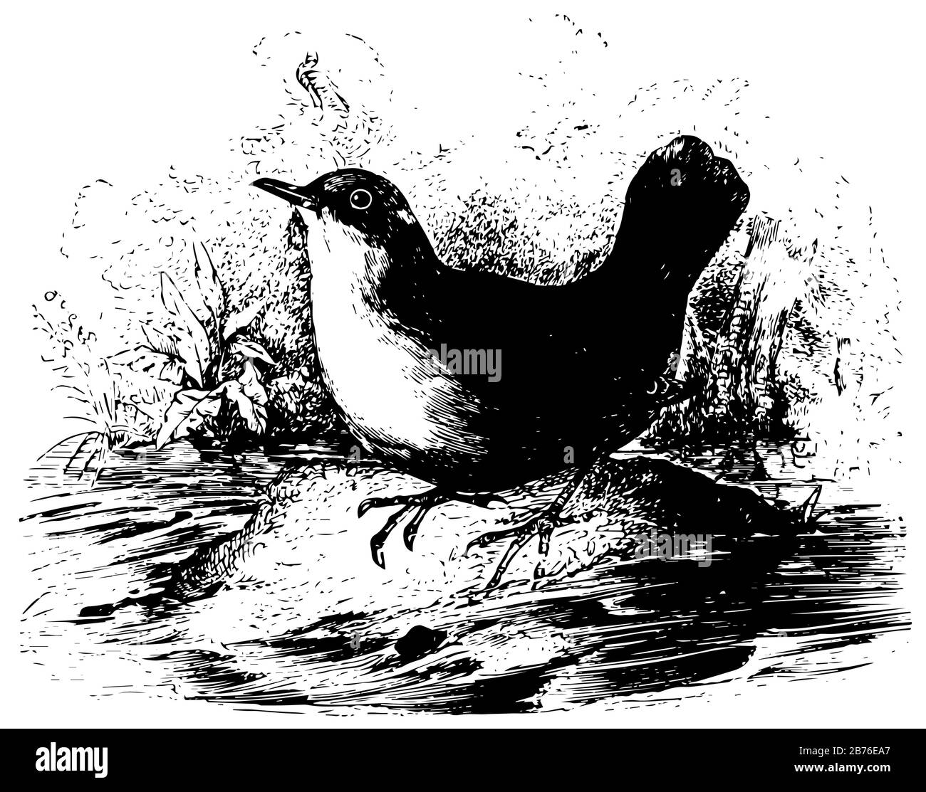 Black Dipper sono anche noti come il "European Water Ousel" che si nutre di piccoli molluschi e insetti, disegno di linee d'annata o illustrazione dell'incisione. Illustrazione Vettoriale