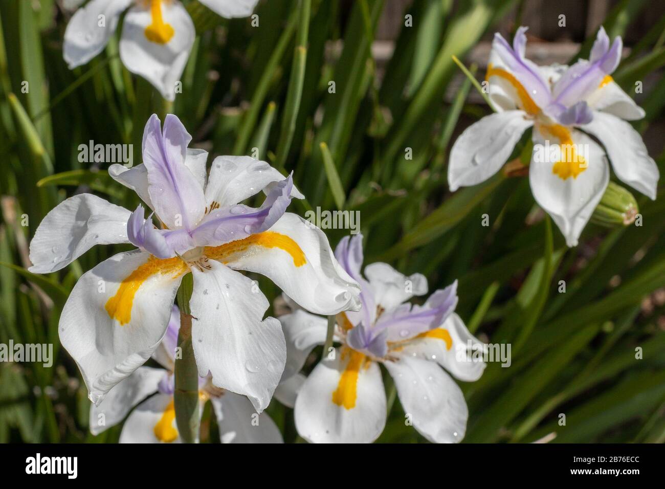 Pianta africana di Iris in fiore Foto Stock
