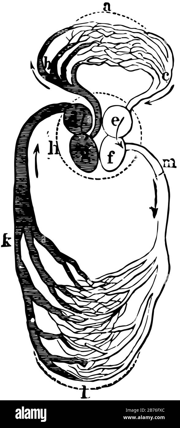 Il cuore e i vasi sanguigni sono rappresentati schematicamente, mostrando la direzione del flusso sanguigno, il disegno di linee d'annata o l'illustrazione dell'incisione. Illustrazione Vettoriale