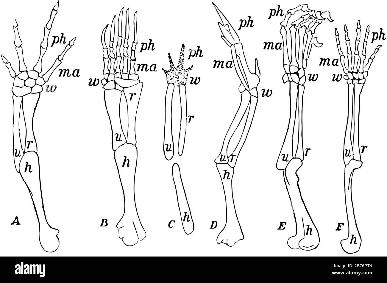 Arti anteriori di vertebrati che mostrano somiglianza di struttura, disegno a linee vintage o illustrazione dell'incisione. Illustrazione Vettoriale