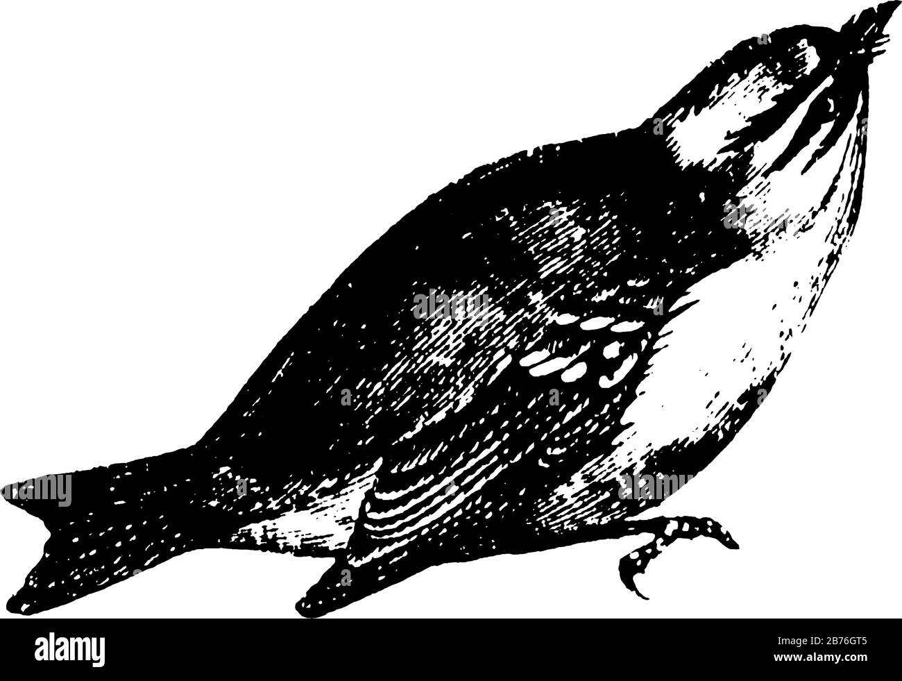 Wren è per lo più piccolo uccello passerino bruno nella famiglia Troglodytidae principalmente del nuovo mondo, disegno di linea vintage o illustrazione di incisione. Illustrazione Vettoriale