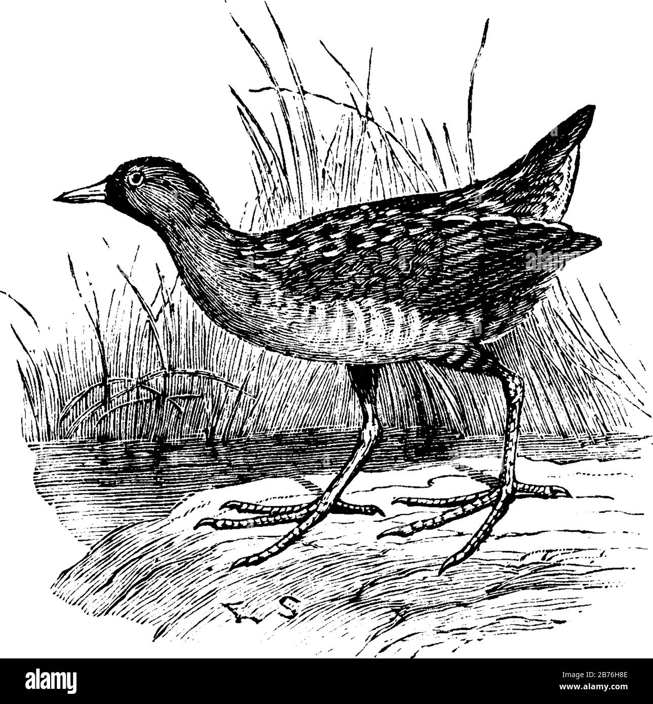 Sora Rail è una specie di numerosi uccelli d'Europa, disegno di linea vintage o illustrazione di incisione. Illustrazione Vettoriale
