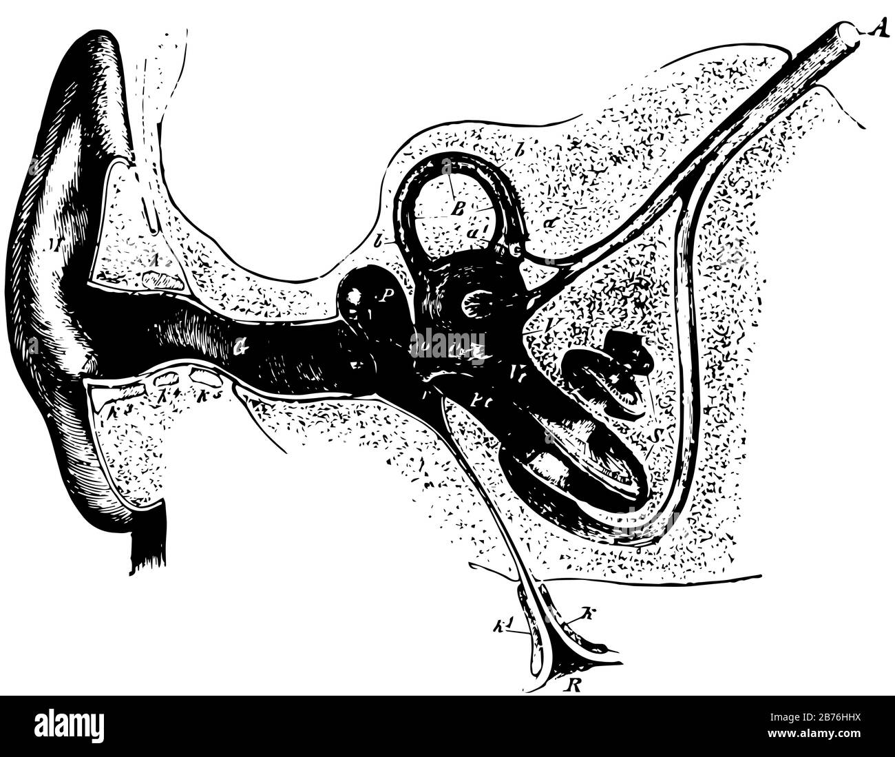 Questa illustrazione rappresenta la sezione Attraverso l'orecchio Destro, il disegno a linea vintage o l'illustrazione dell'incisione. Illustrazione Vettoriale