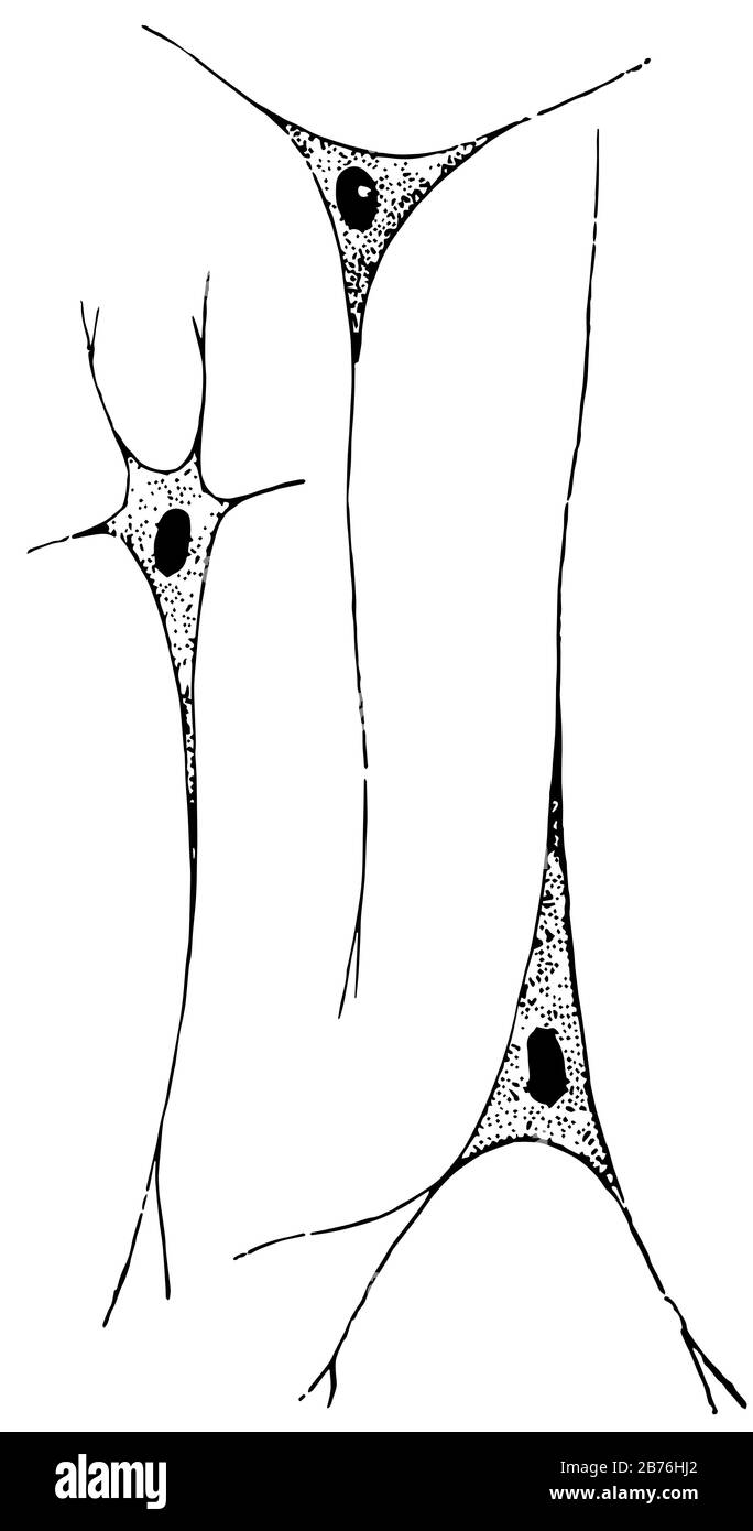 Le cellule nervose sono il secondo elemento principale per il tessuto nervoso, il disegno di linea vintage o l'illustrazione dell'incisione. Illustrazione Vettoriale