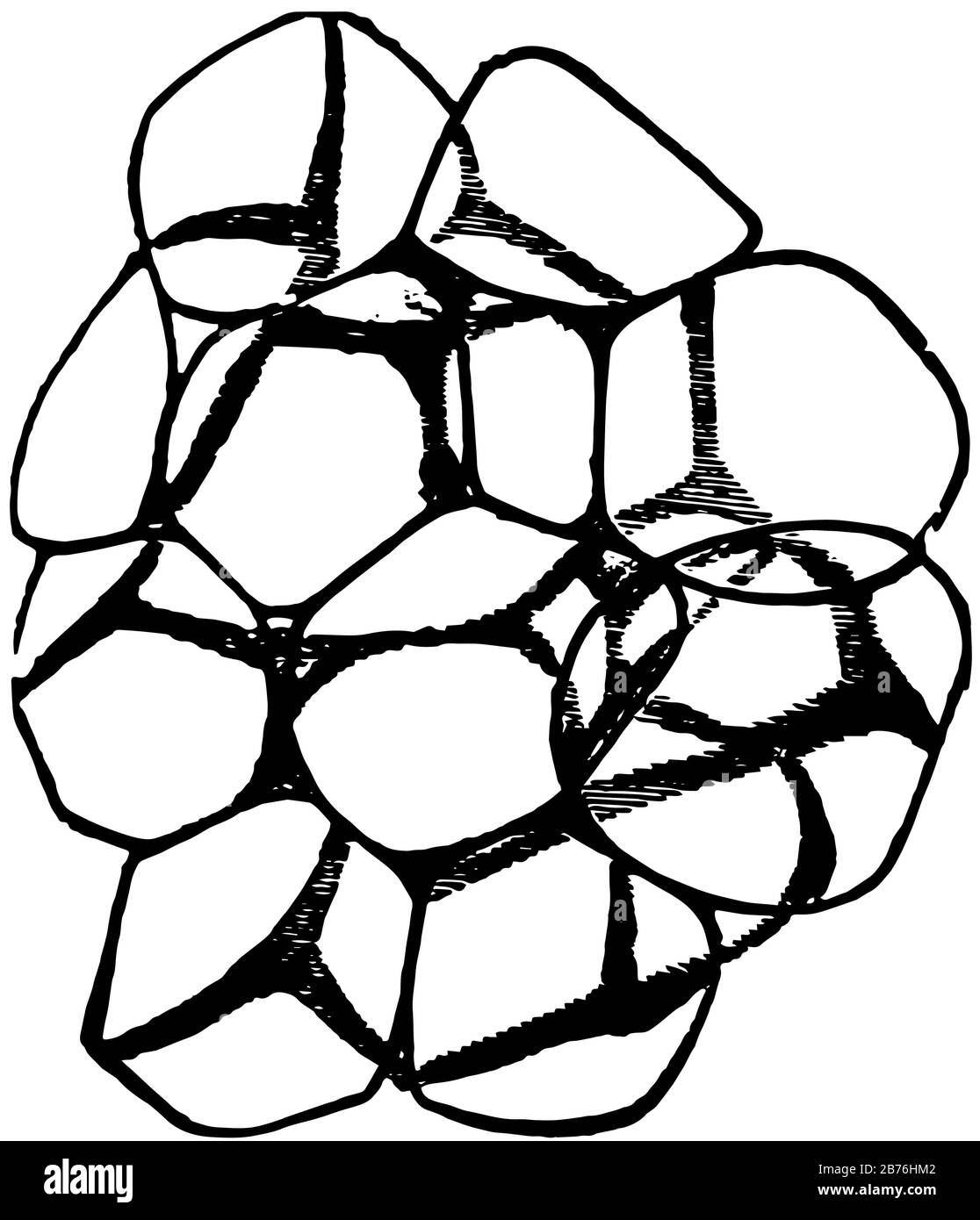 Il tessuto adiposo è tessuto connettivo fibroso non filtrato con grasso, disegno di linea vintage o illustrazione dell'incisione. Illustrazione Vettoriale