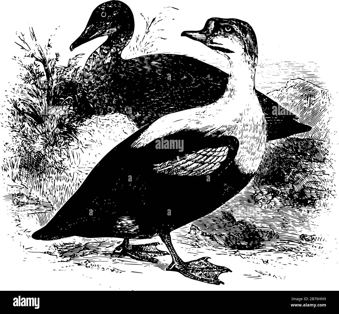 Re Duck Trovato nelle regioni artiche di Europa Asia e Nord America, linea vintage disegno o incisione illustrazione. Illustrazione Vettoriale