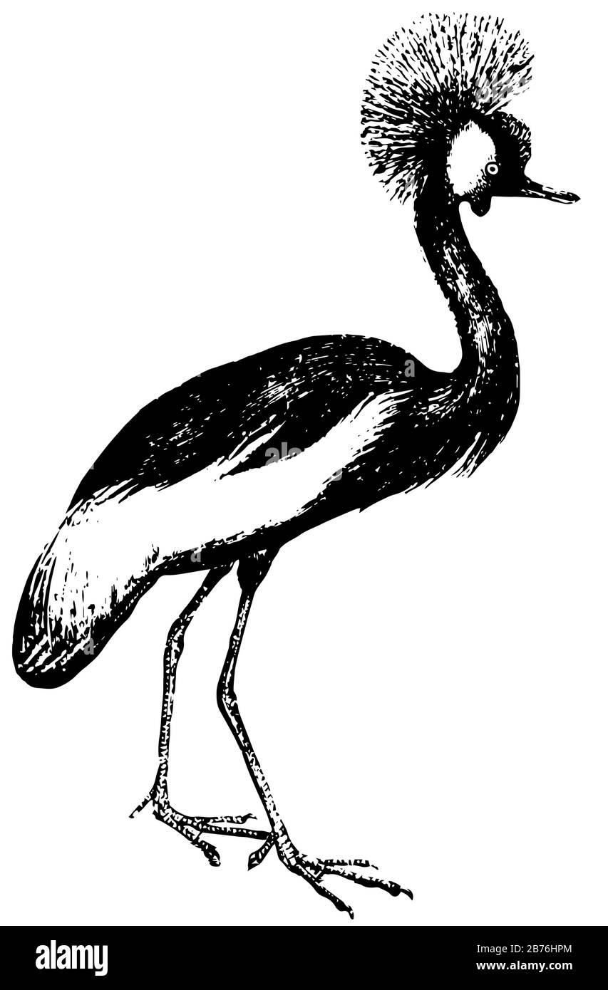 La Crane coronata è essenzialmente uccelli migratori, disegno di linea vintage o illustrazione di incisione. Illustrazione Vettoriale