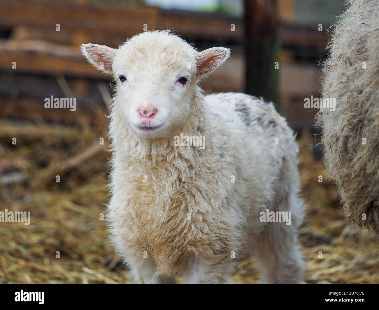 Ritratto di un piccolo agnello di razza rara Poll dorset Foto Stock