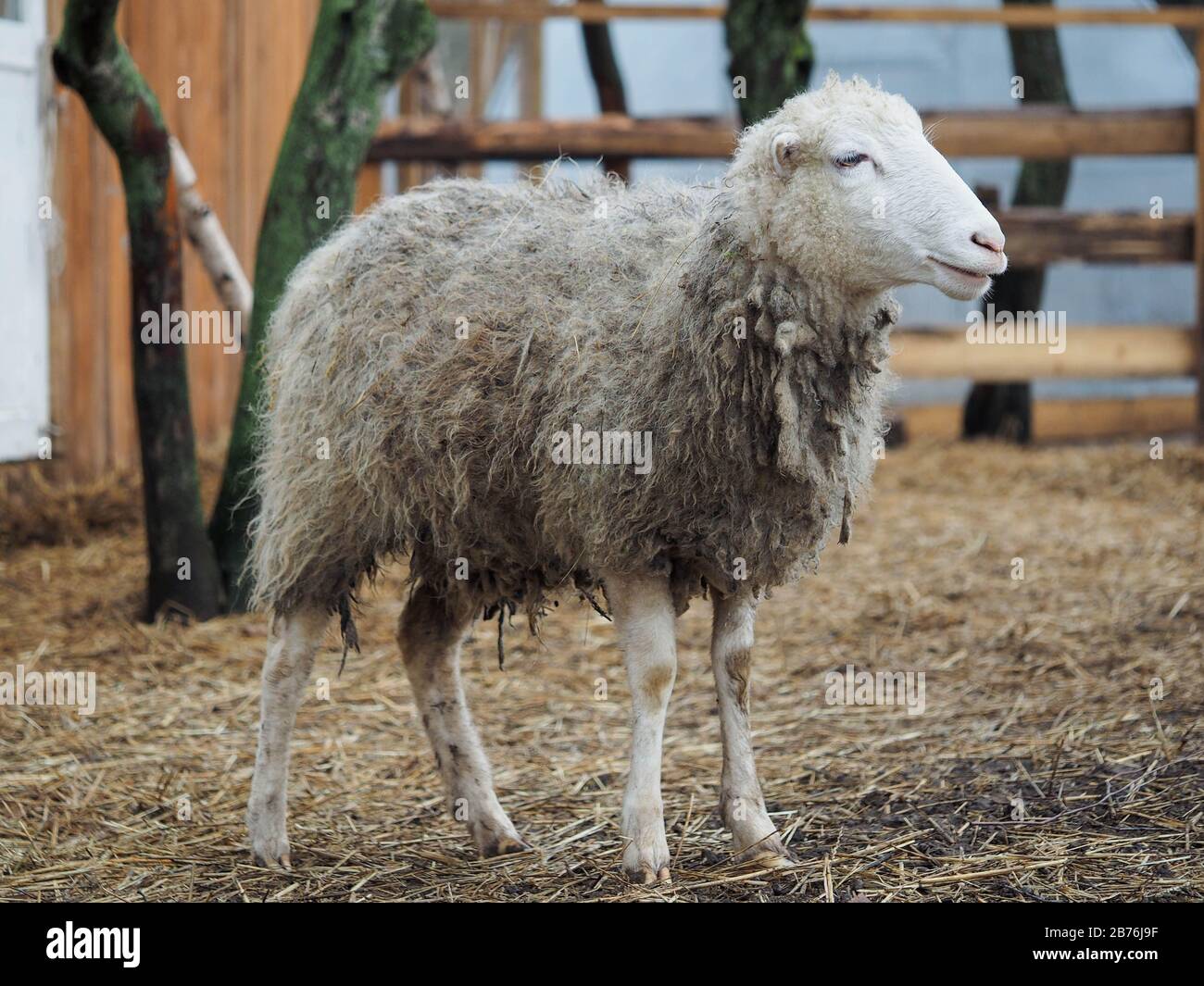 Ritratto di una rara razza di pecora Poll dorset Foto Stock