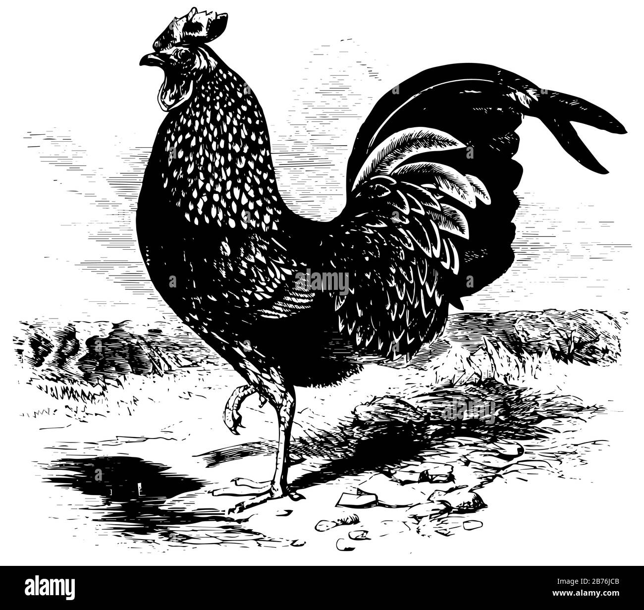Kulm Rooster che si ritiene sia stato portato da Java o Sumatra, vintage disegno linea o incisione illustrazione. Illustrazione Vettoriale