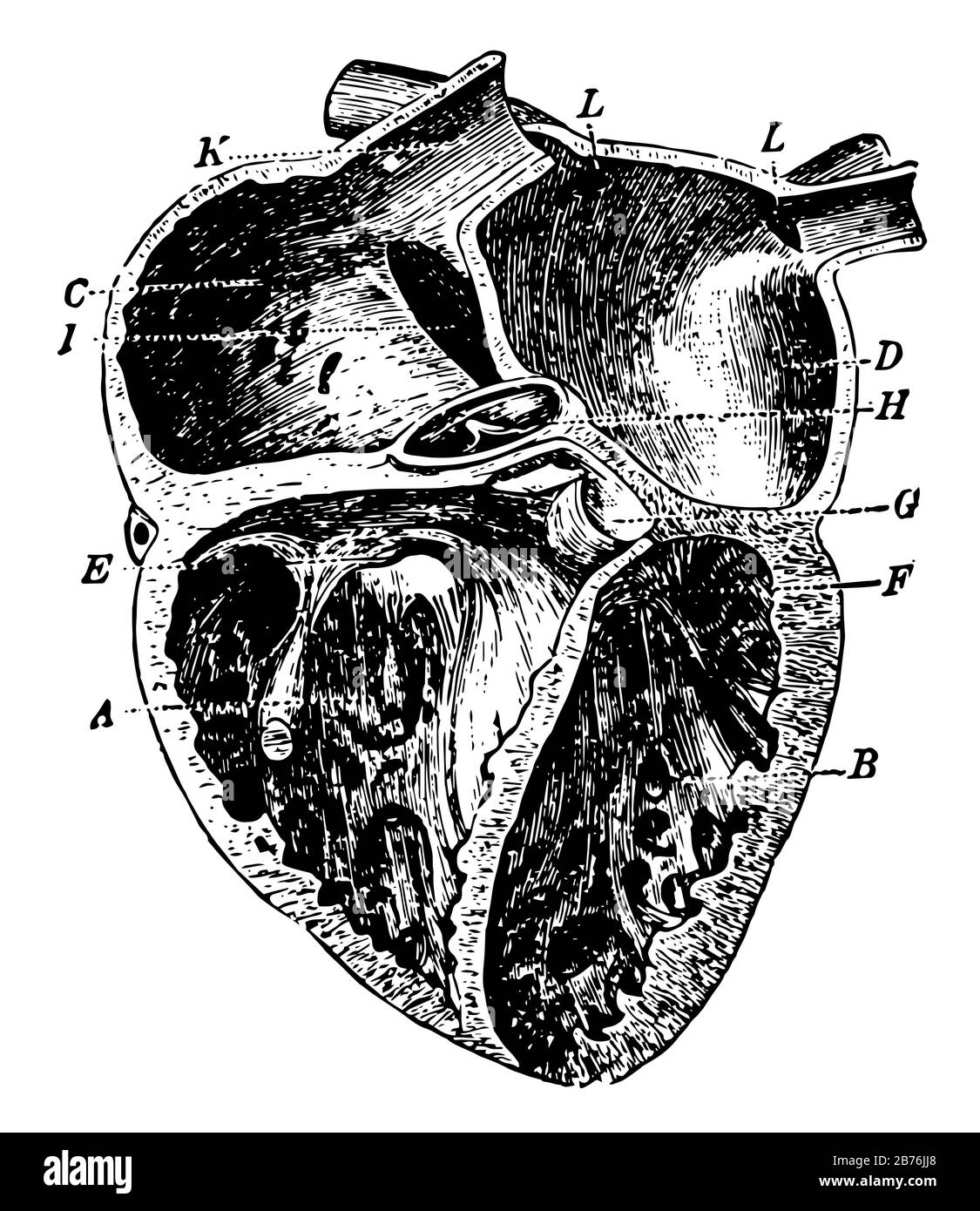 Questo diagramma rappresenta Il Cuore e il modo in cui il sangue circola attraverso le vene arteriose e i capillari, il disegno di linee d'annata o l'illustrazione dell'incisione Illustrazione Vettoriale