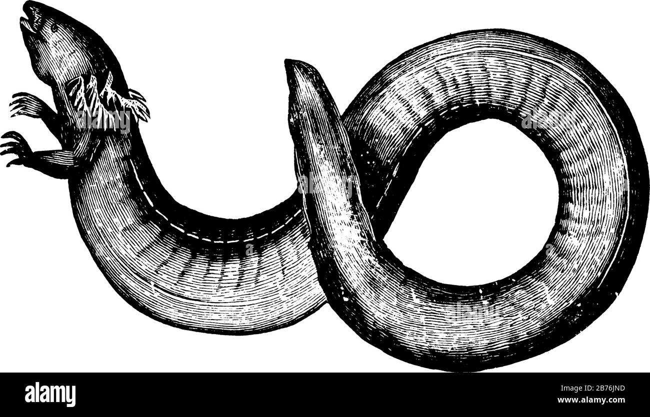 Sirena lacretina vive nell'acqua fangosa delle paludi di riso, disegno di linea vintage o illustrazione dell'incisione. Illustrazione Vettoriale