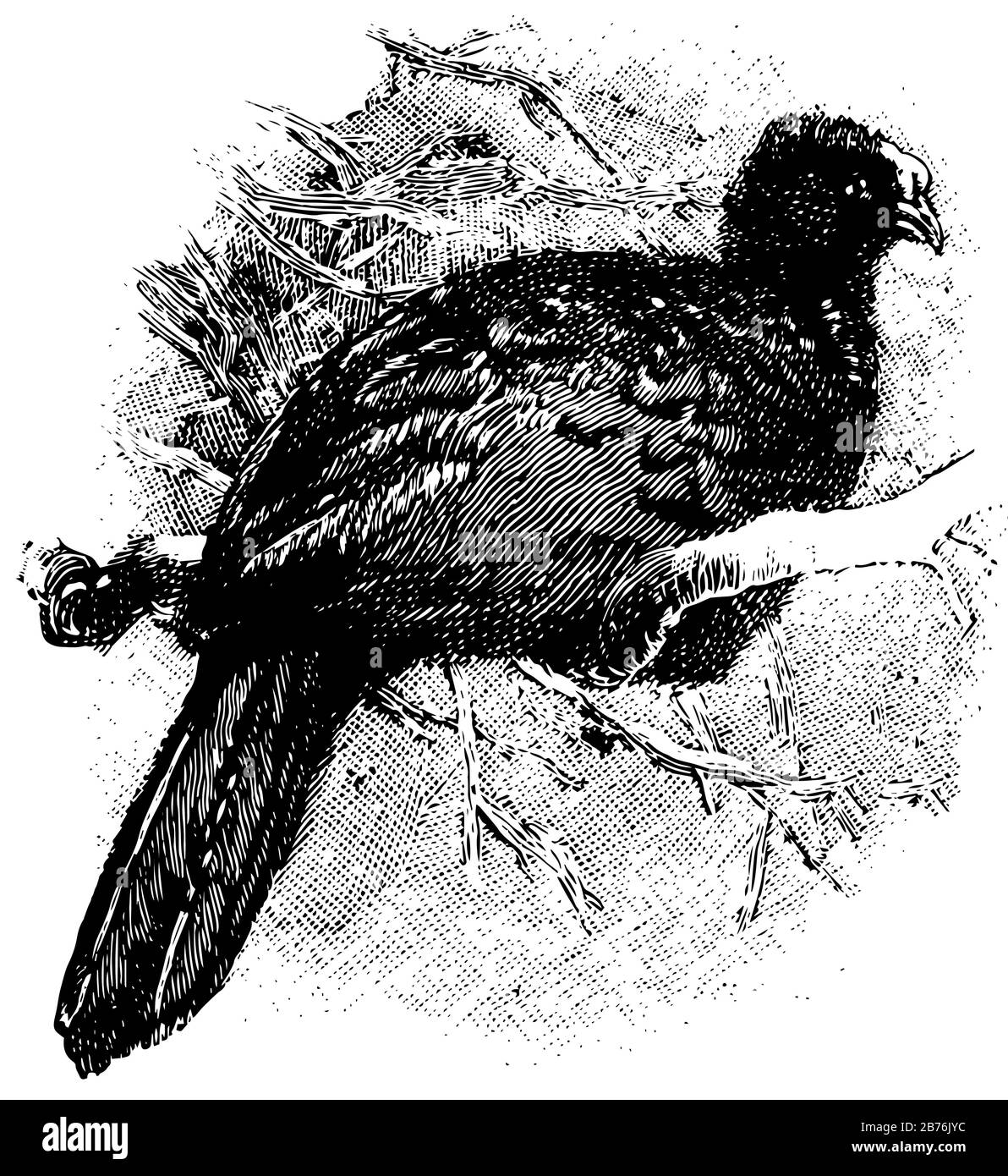 Globose Curassow è un grande uccello sudamericano, disegno linea vintage o illustrazione di incisione. Illustrazione Vettoriale
