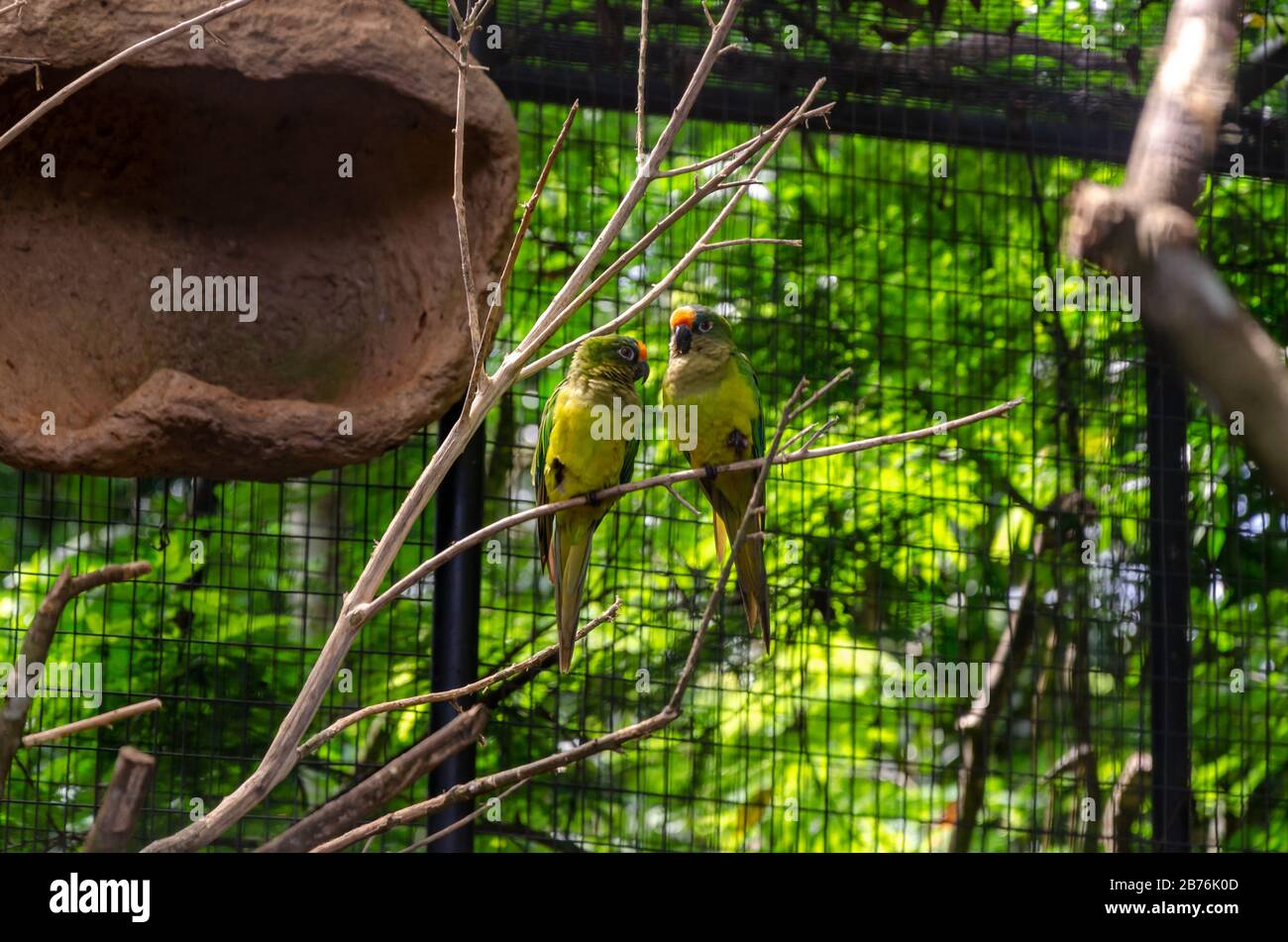 coppia di pappagalli calce con cresta gialla in piedi su un ramo con il nido di fango su un lato e un modello di gabbia sullo sfondo con fogliame verde Foto Stock