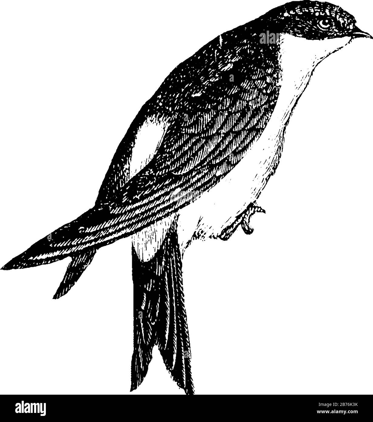 Lo swallow è riconosciuto dalle loro lunghe ali appuntite coda biforced, disegno di linea vintage o illustrazione di incisione. Illustrazione Vettoriale