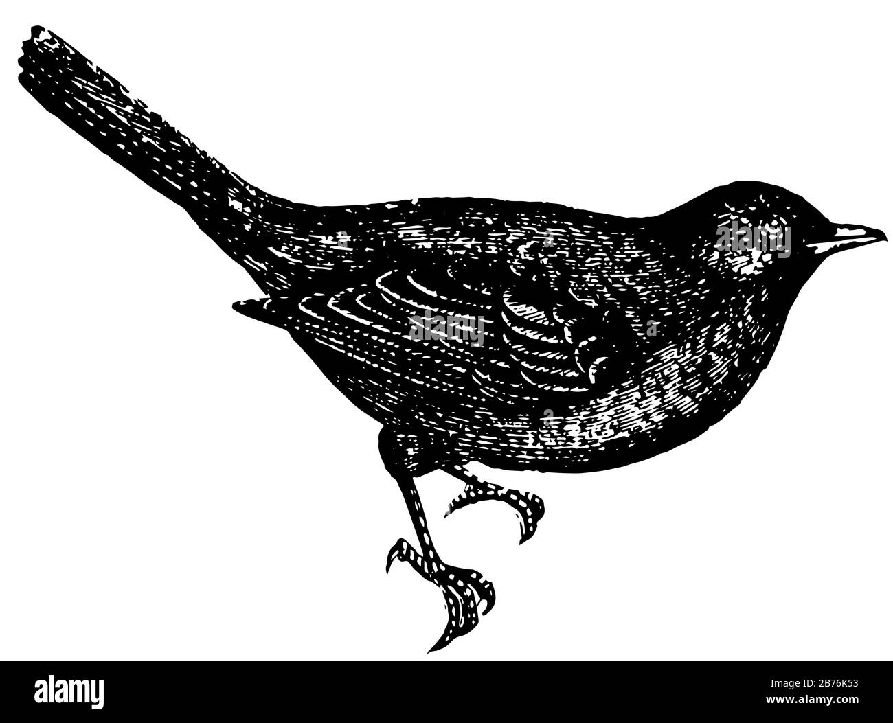 Blackbird è timido e artful dalla natura, disegno di linea vintage o illustrazione di incisione. Illustrazione Vettoriale