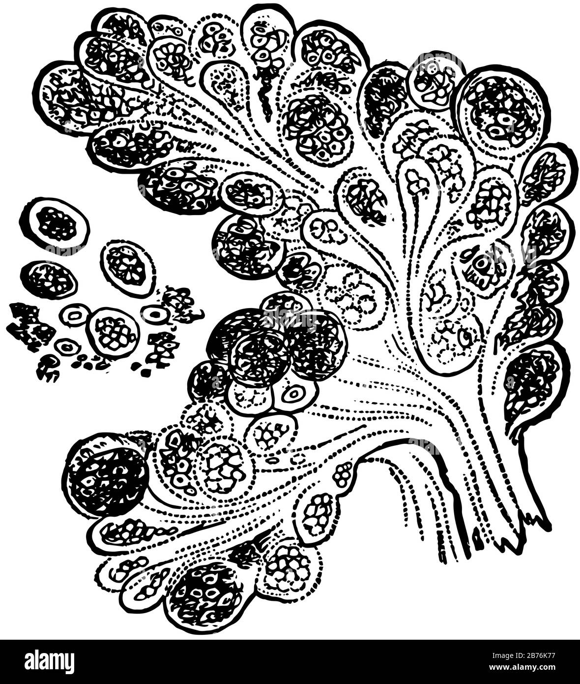 Questa illustrazione rappresenta Racemose Gland, disegno a linea vintage o illustrazione per incisione. Illustrazione Vettoriale