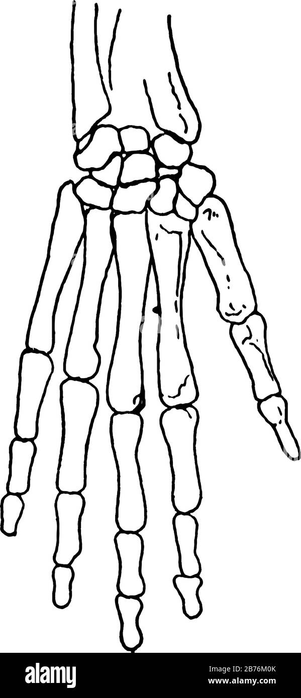 Questa illustrazione rappresenta La Mano Scheletrica, il disegno a linea vintage o l'illustrazione dell'incisione. Illustrazione Vettoriale