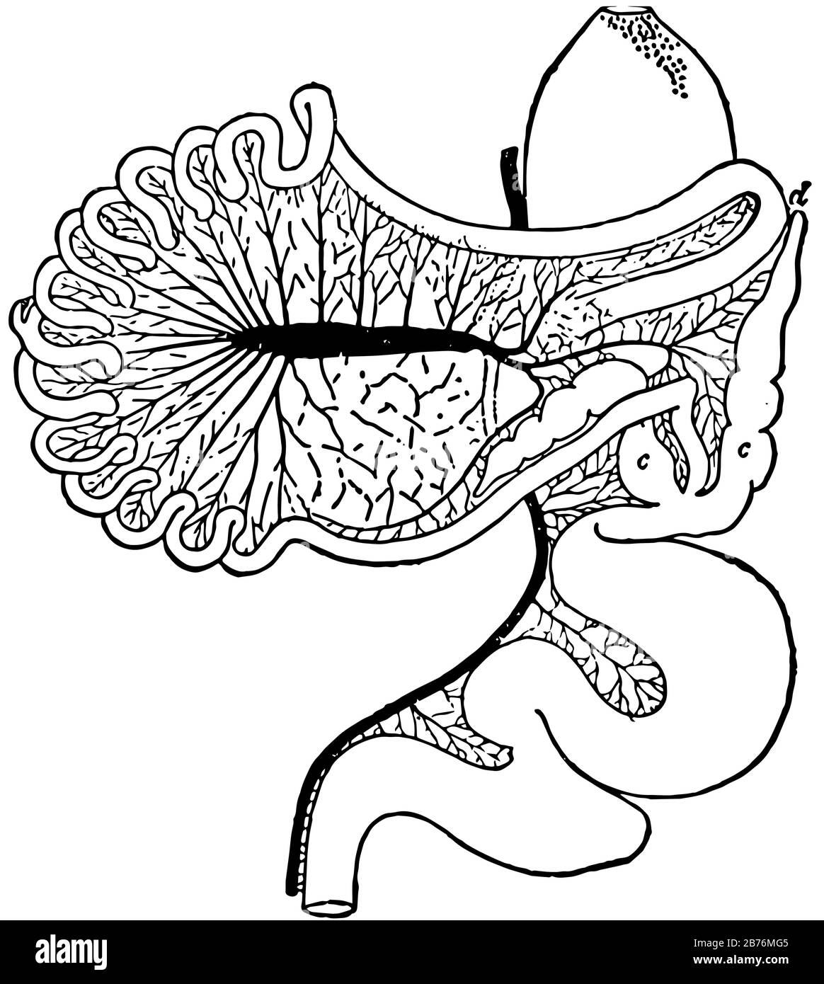 Questa immagine rappresenta il tratto Intestinale di Chauna Chavaria, disegno di linea vintage o illustrazione di incisione. Illustrazione Vettoriale