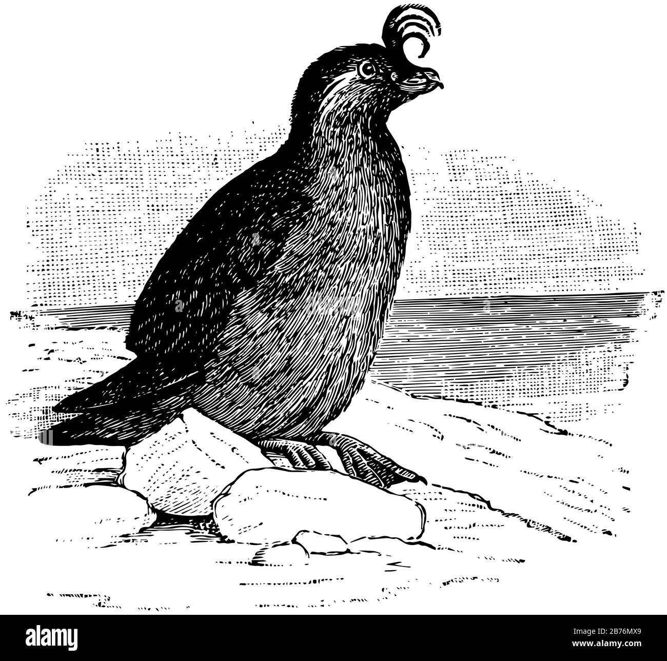 Crested Auklet è un piccolo sabird della famiglia Alcidae, disegno di linea vintage o illustrazione di incisione. Illustrazione Vettoriale