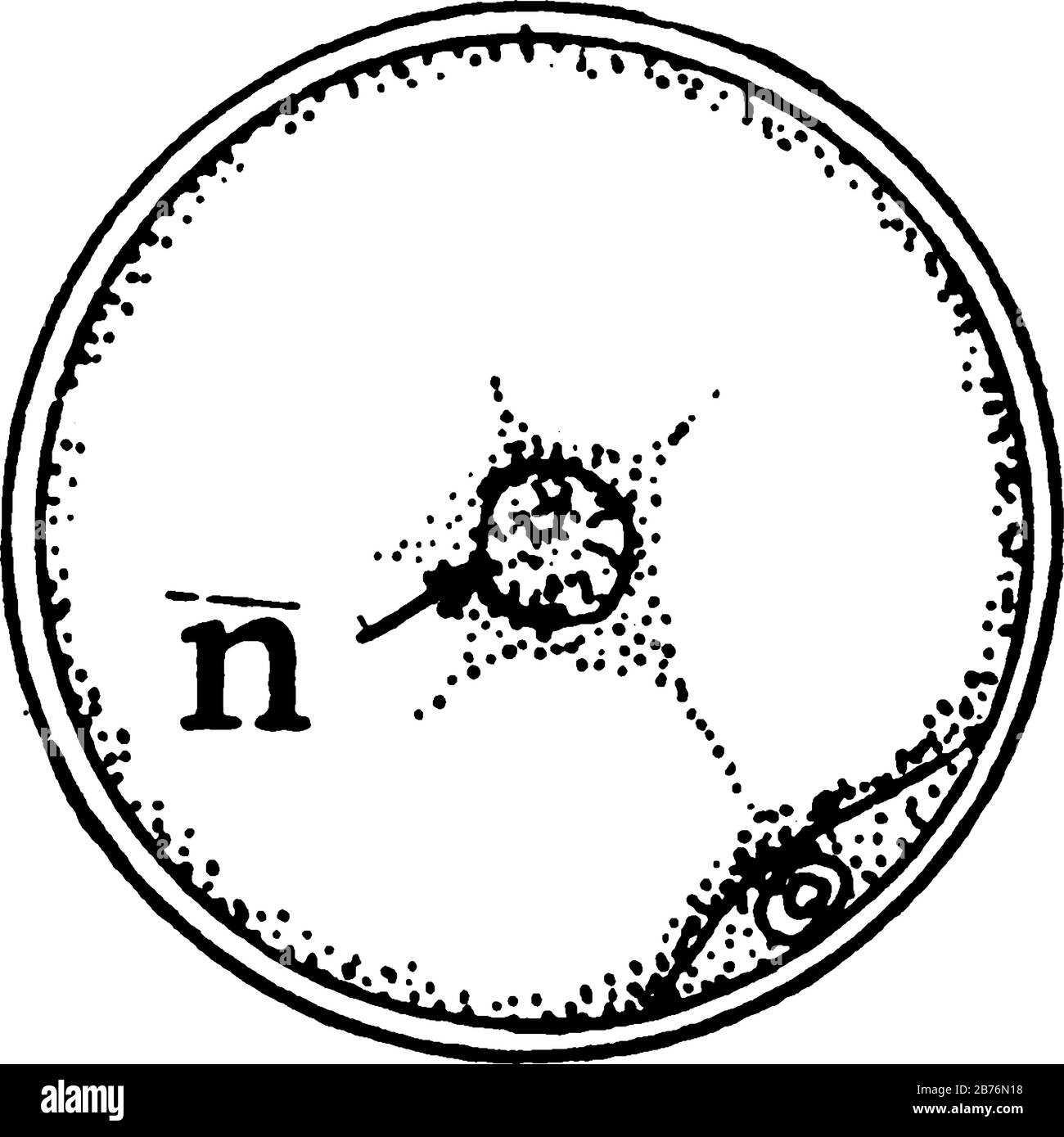 Queste specie sono alghe verdi galleggianti. C, sezione trasversale della cellula di Spirogira, con nucleo a n, e sezione di cloroplasto e pirenoide sotto, vin Illustrazione Vettoriale