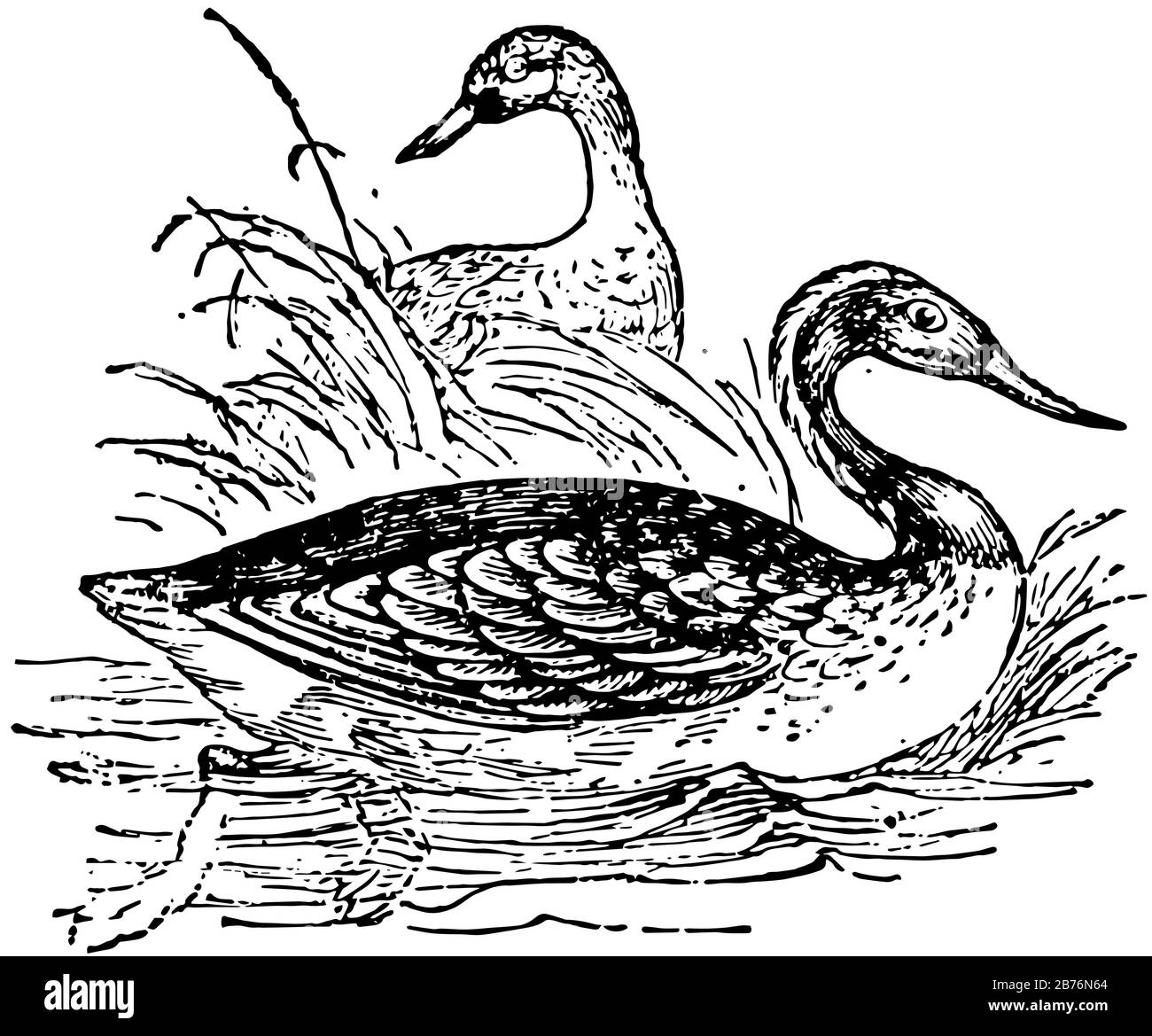 Il subacqueo è Un uccello acquatico trovato in molte parti del Nord America e dell'Europa del Nord, disegno di linea vintage o illustrazione di incisione. Illustrazione Vettoriale