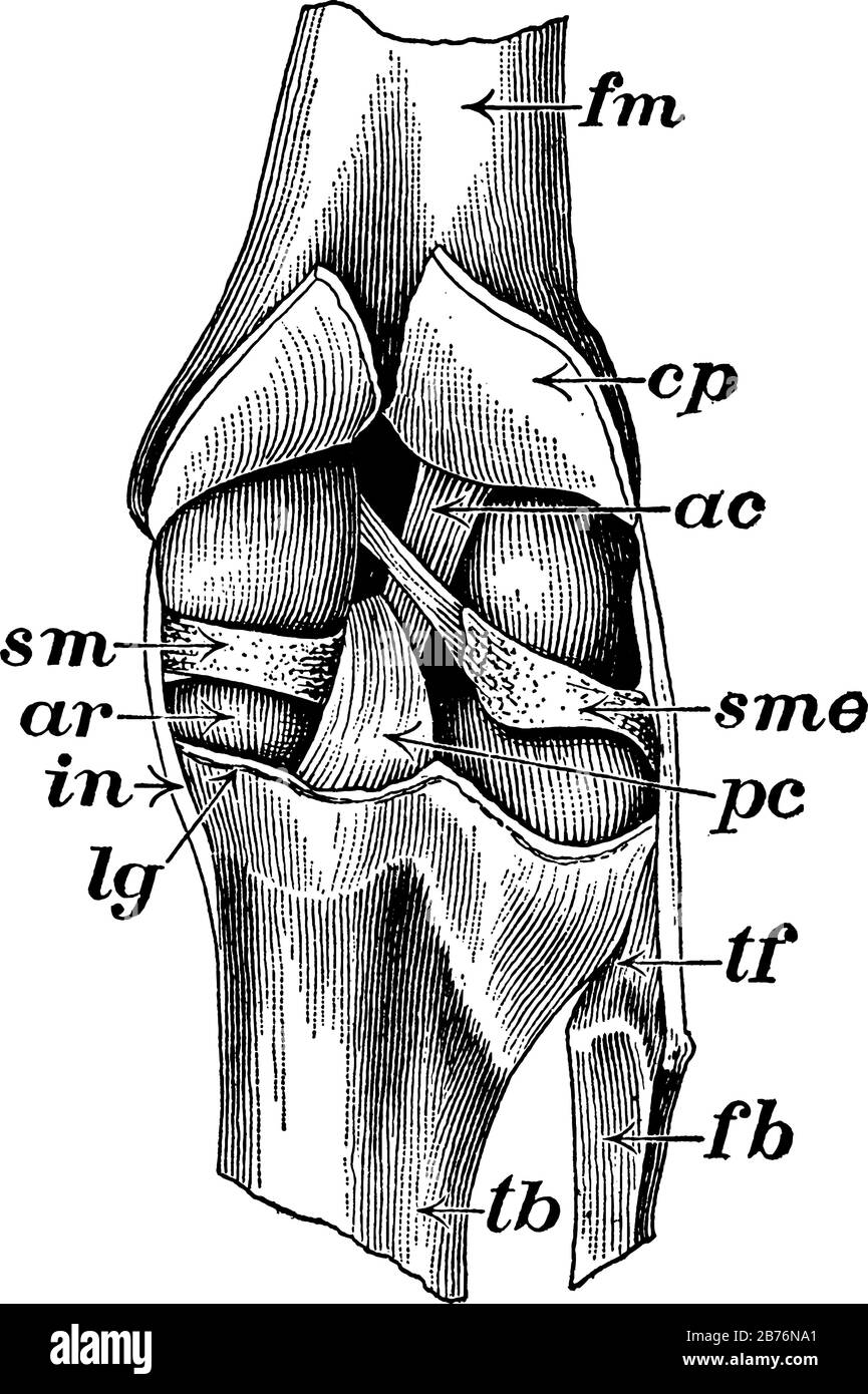 Una rappresentazione tipica del taglio dell'articolazione del ginocchio aperto da dietro per mostrare i legamenti, con le parti etichettate, disegno linea vintage o incisione illu Illustrazione Vettoriale