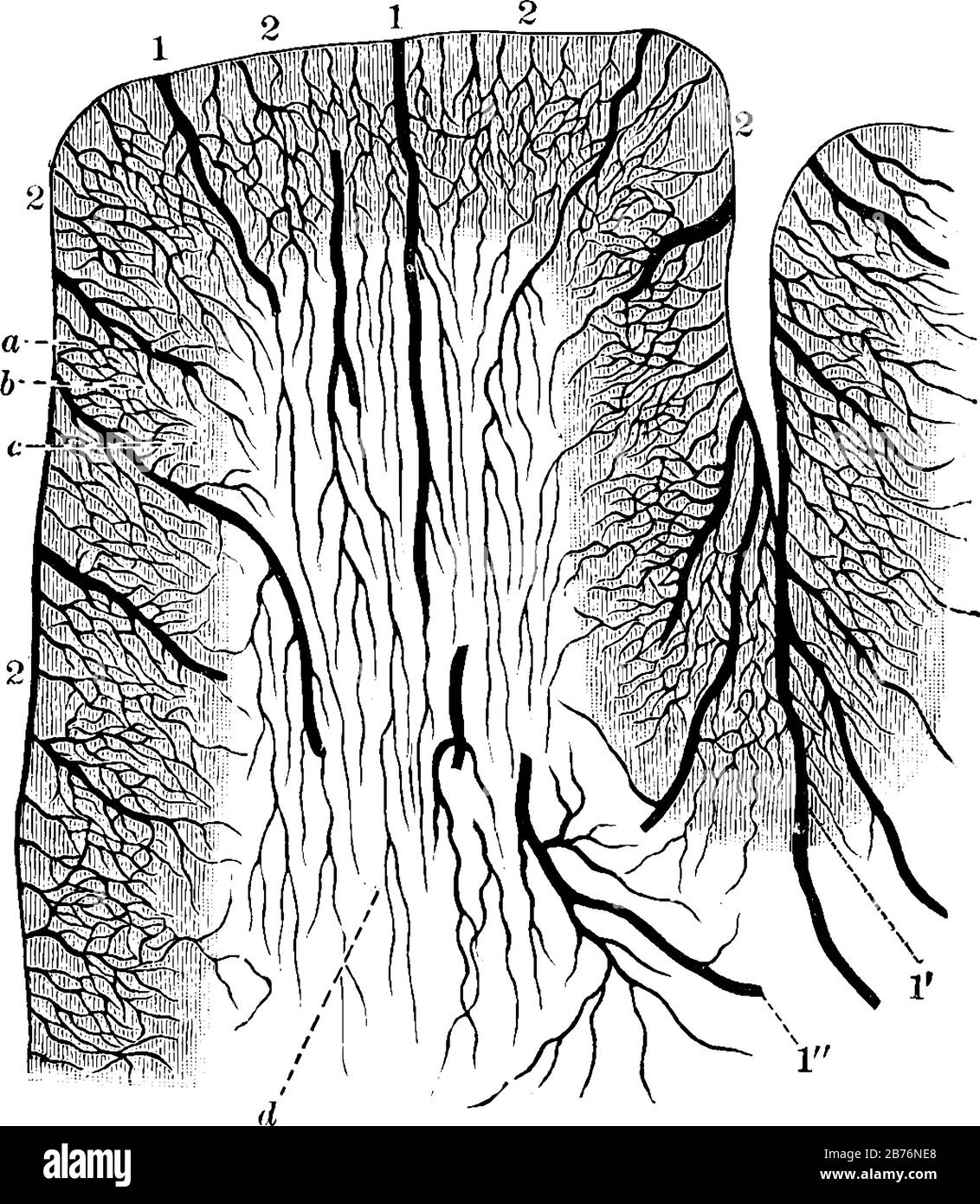 Diagramma delle Arterie Corticali responsabili della fornitura di sangue alla corteccia cerebrale, disegno di linee d'annata o illustrazione dell'incisione. Illustrazione Vettoriale