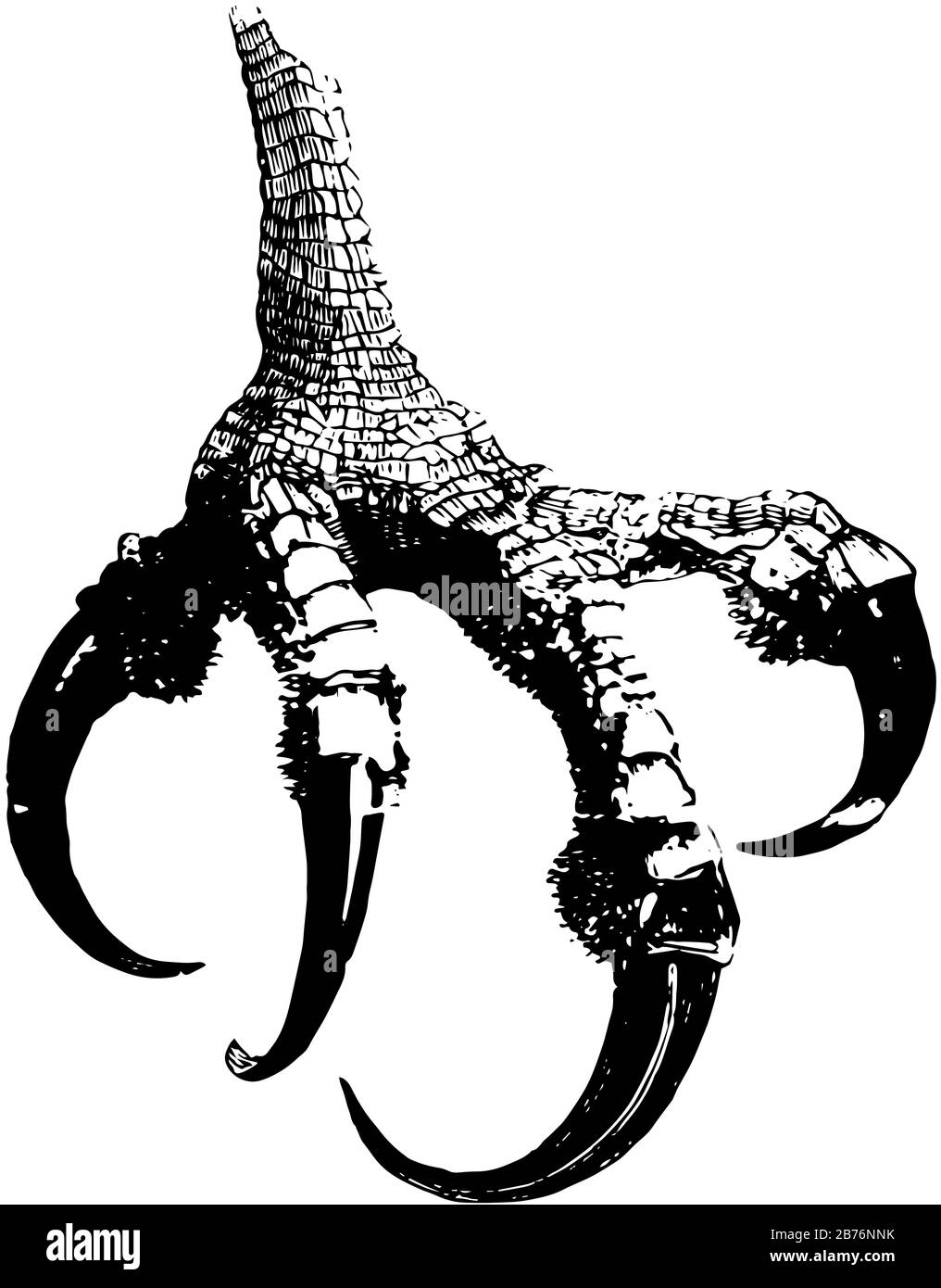 Piede di un Osprey dove il talon sulla punta esterna è molto più grande di quello interno, linea vintage disegno o incisione illustrazione. Illustrazione Vettoriale