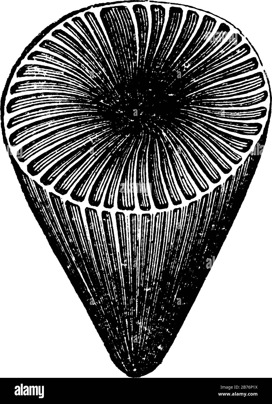 mostra l'immagine di zafrentis irradiata, è di forma conica dal lato inferiore e ha linee su di esso, vintage linea disegno o incisione Illustrazione Vettoriale