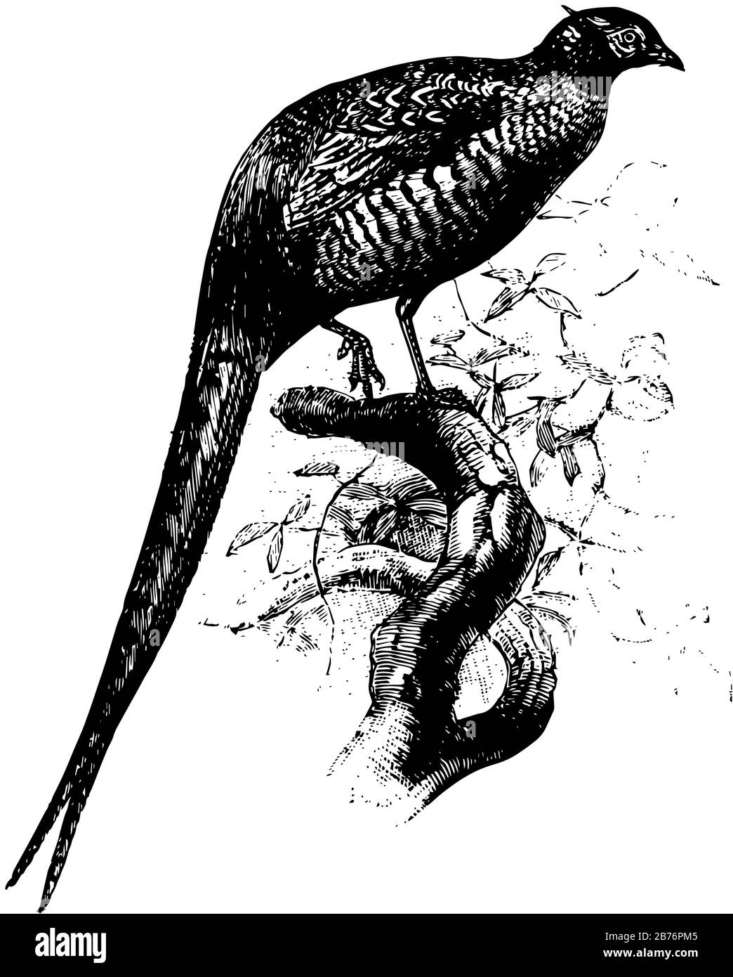 Il Pheasant comune è un uccello colorato del gioco, disegno di linea vintage o illustrazione di incisione. Illustrazione Vettoriale