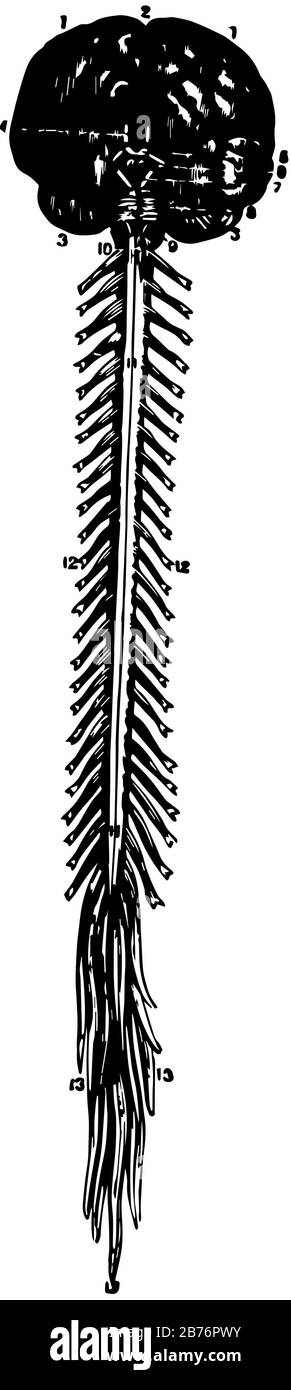 Vista anteriore del cervello e del midollo spinale, disegno di linee vintage o illustrazione dell'incisione. Illustrazione Vettoriale