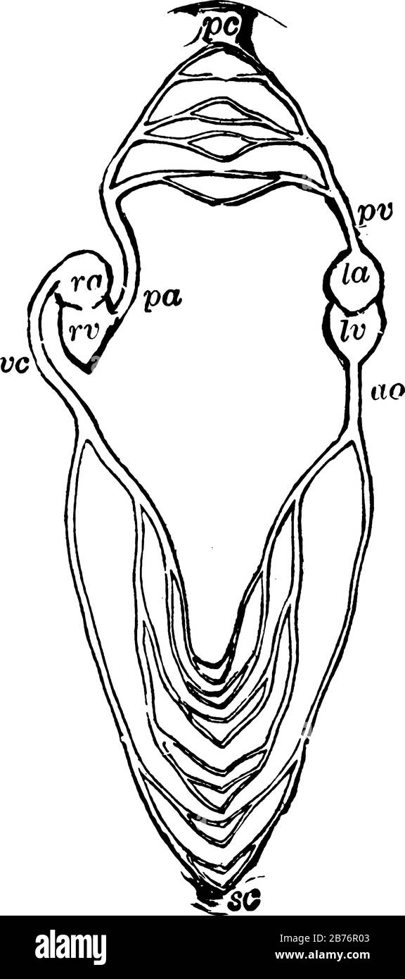 Schema del sistema vascolare del sangue, che forma un unico circuito chiuso con due pompe in esso, costituito dalla metà destra e sinistra del cuore, whic Illustrazione Vettoriale