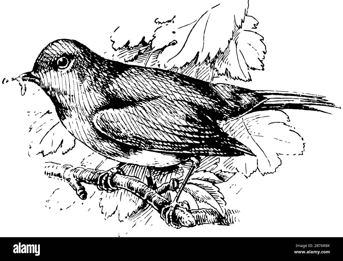 European Robin è un piccolo uccello passerino che è stato precedentemente classificato come un membro della famiglia di thrush, disegno di linea vintage o illustrazione di incisione. Illustrazione Vettoriale