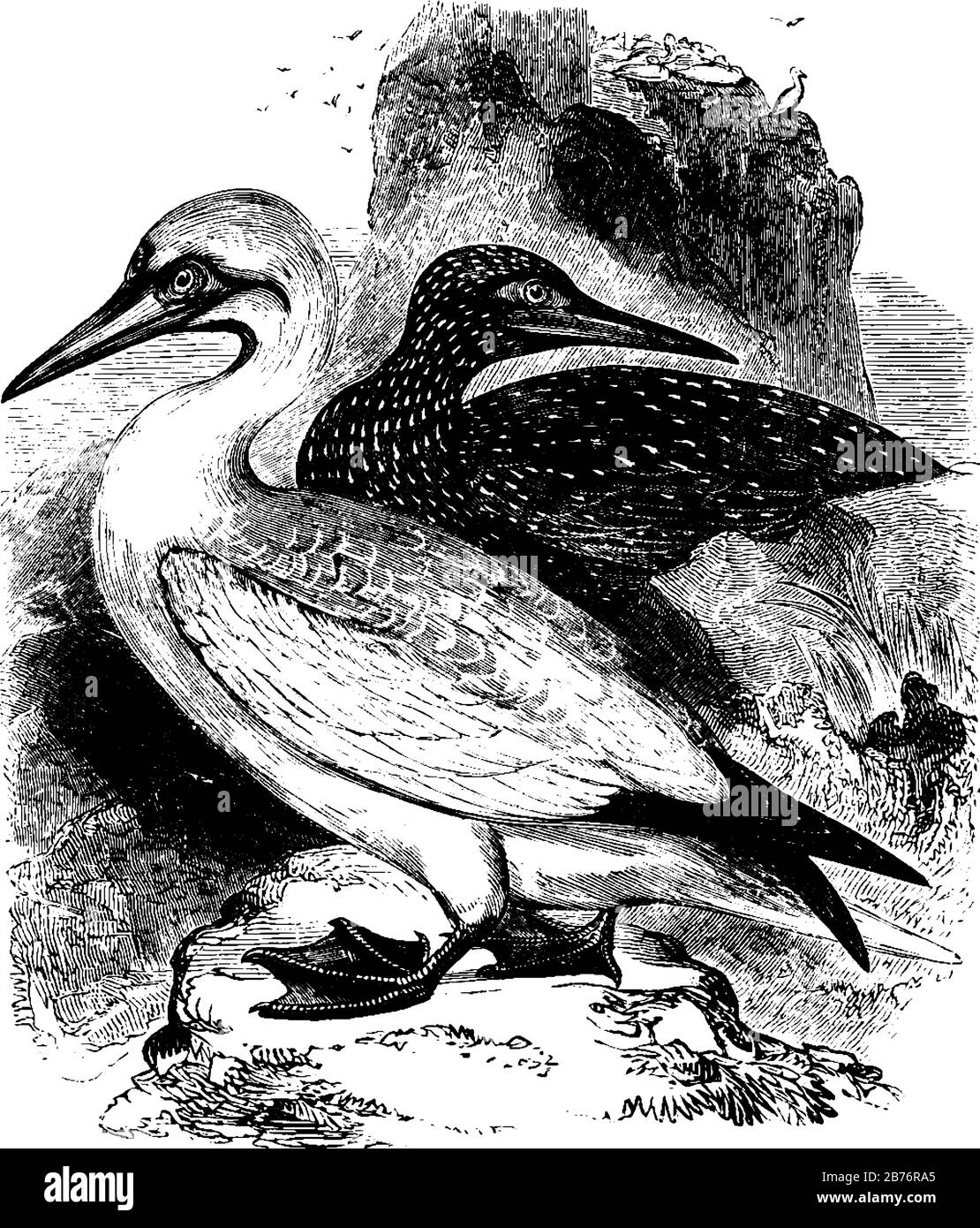 Soland Goose è comune al mare tra l'Inghilterra e l'isola di Wight, disegno linea vintage o illustrazione dell'incisione. Illustrazione Vettoriale