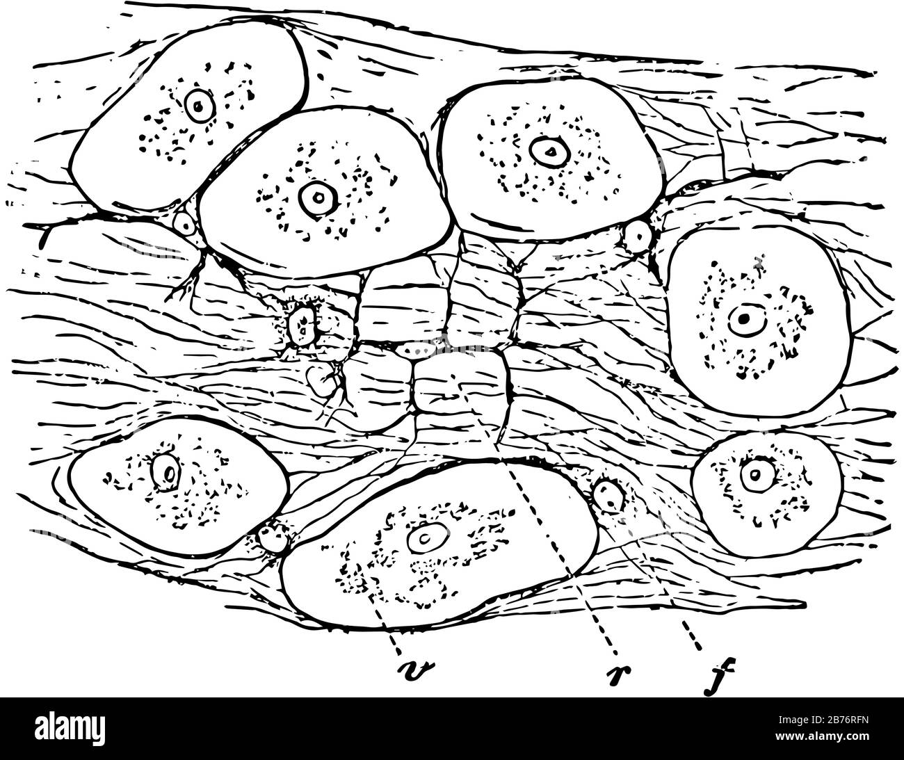 Tessuto connettivo di lumaca, disegno a linea vintage o illustrazione dell'incisione. Illustrazione Vettoriale