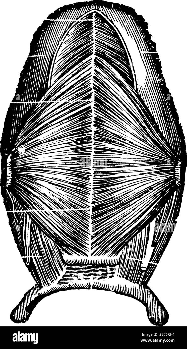 Vista della superficie inferiore della lingua con i suoi muscoli, la sua mostra tre diverse dimensioni di immagini in essa, mostra il sistema muscolare umano in essa, menta Illustrazione Vettoriale